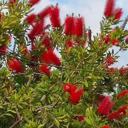 Willa Omega Kefalonia Karavádhos